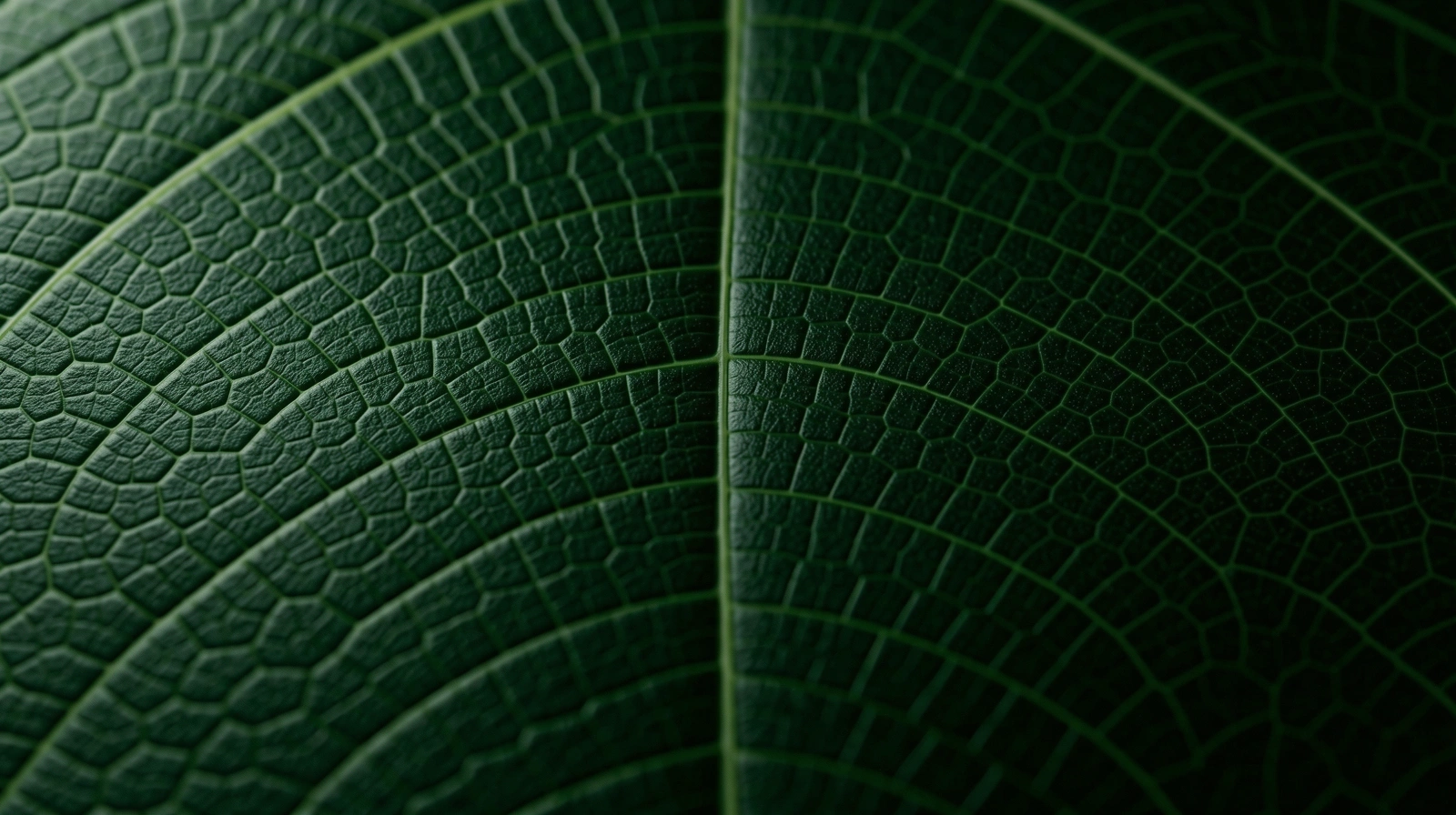 Botanische Zellstruktur